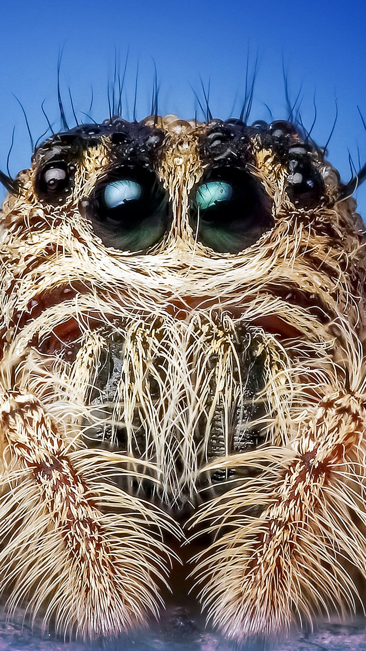 Паучок под микроскопом