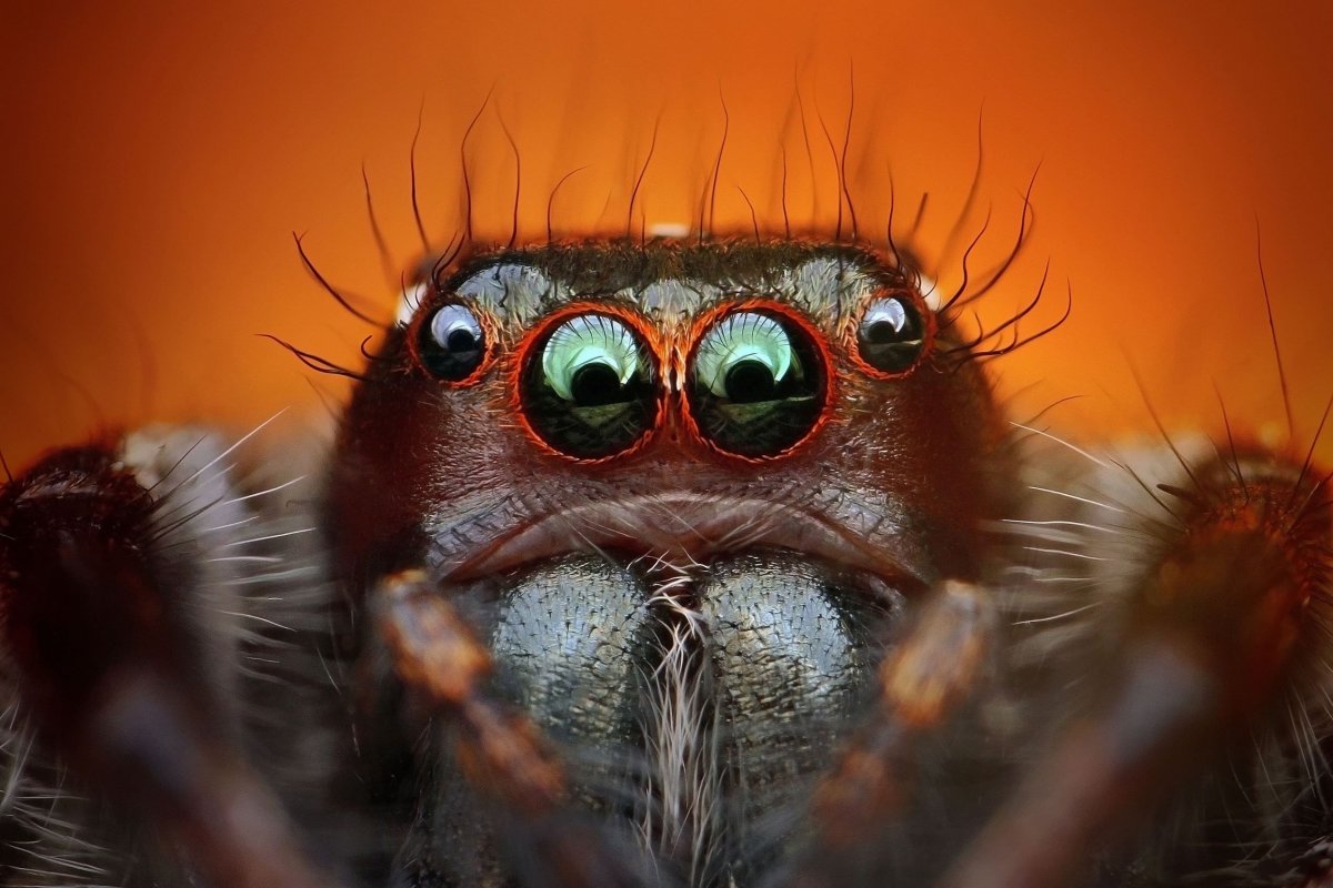 Морды пауков