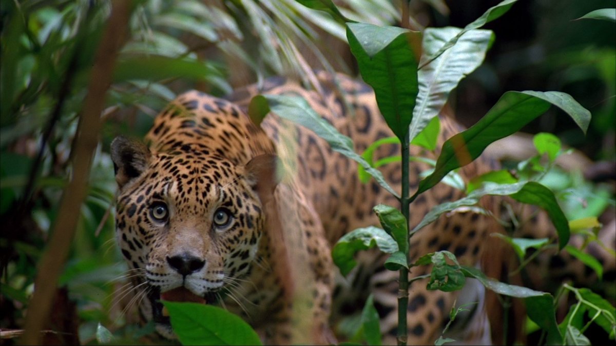 Животные субтропиков