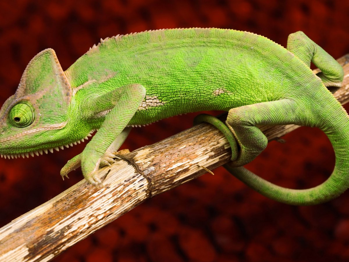 Субтропики Фламинго