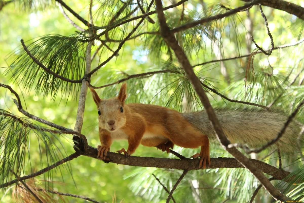 Ягуар тропического леса