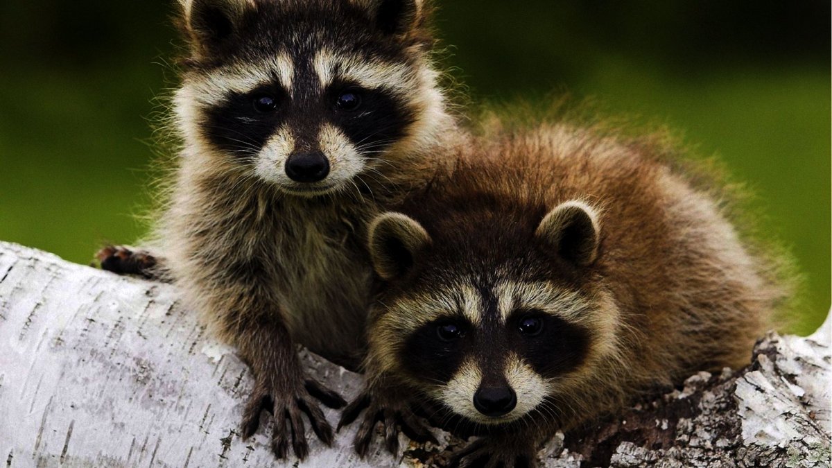 Милые еноты