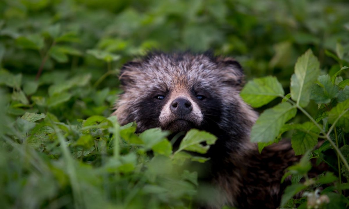 Кавказский бурый медведь