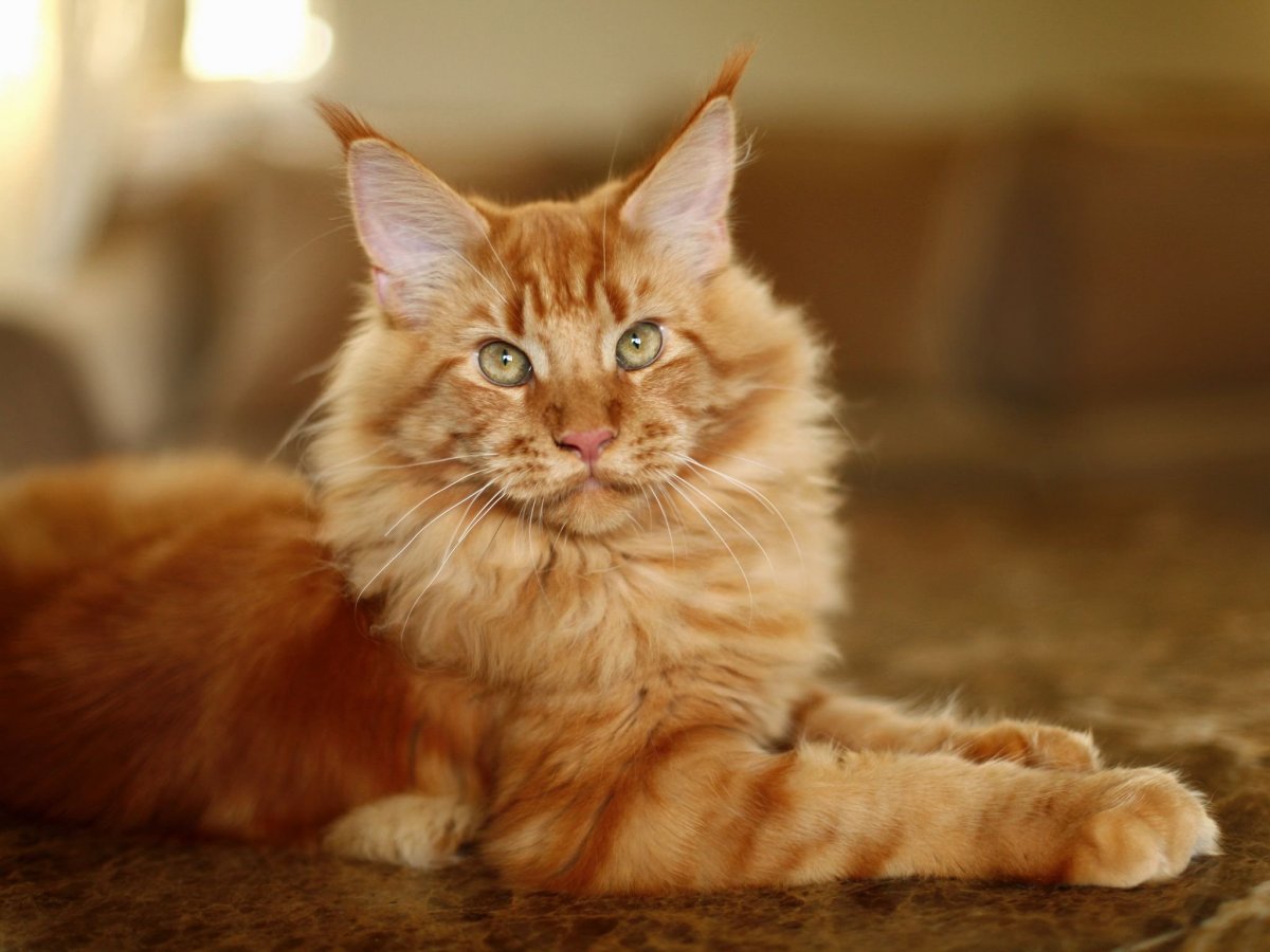 Мейн кун оранжевый