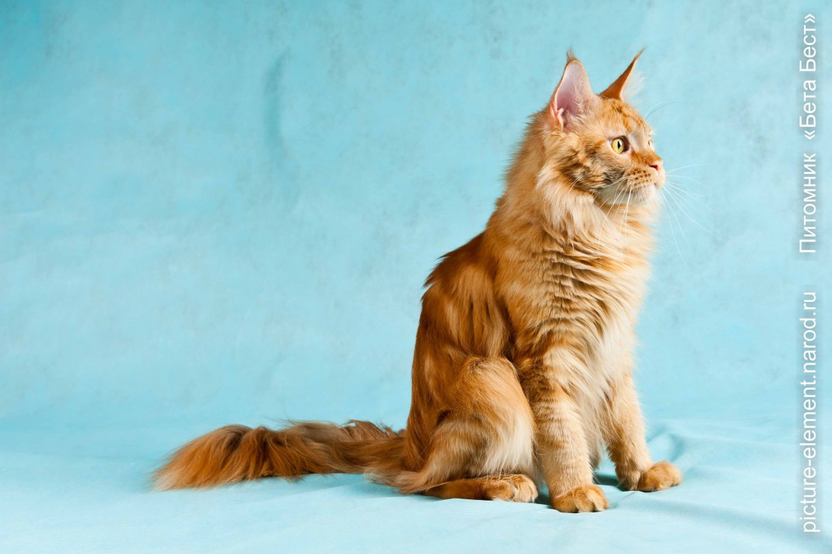 Черно рыжий Мейн кун