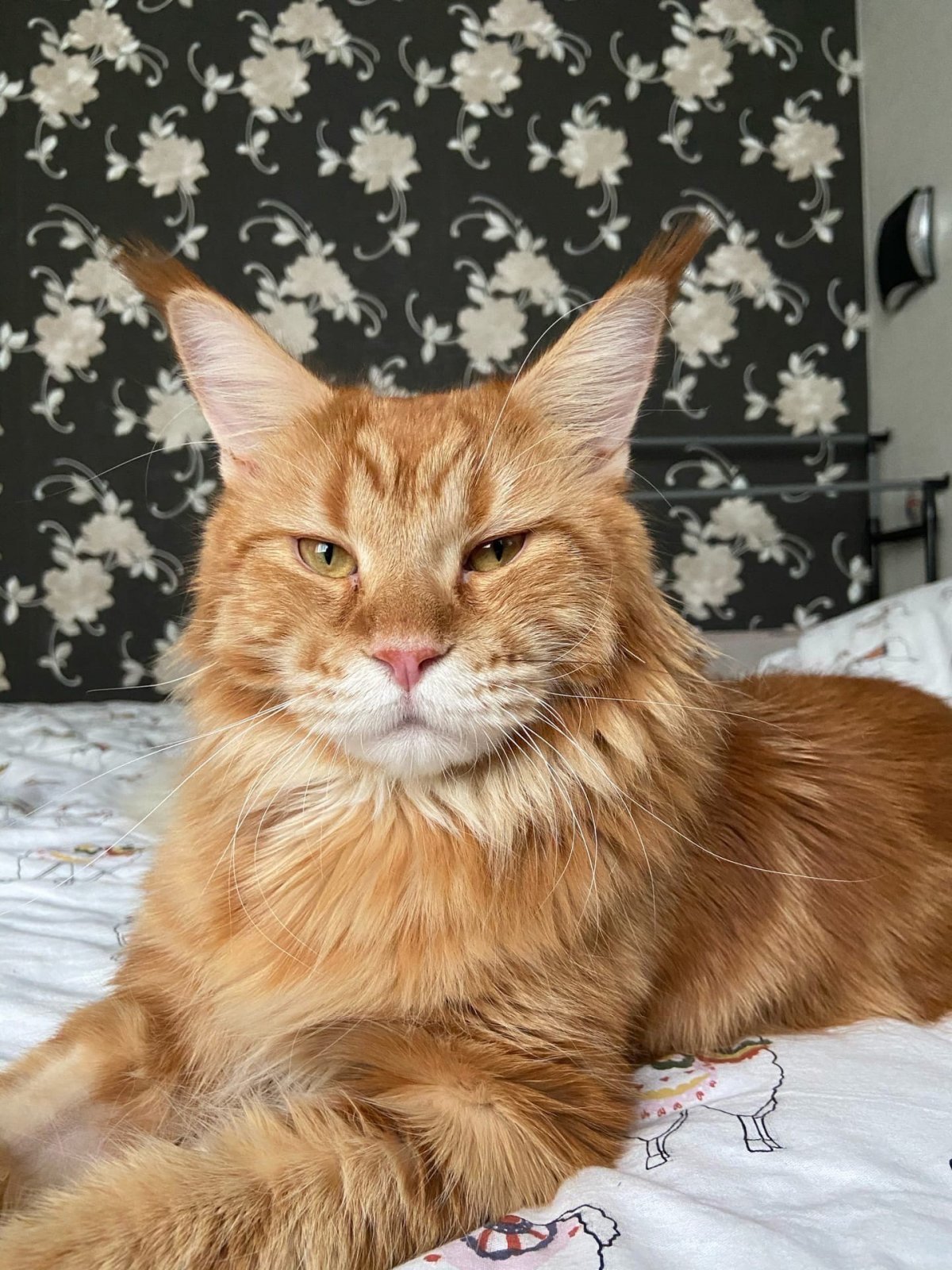 Этапы взросления Мейн куна