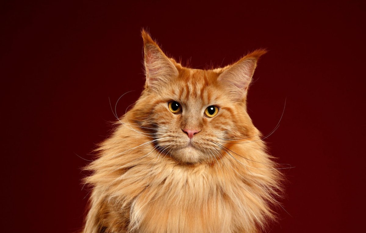 Коты Мейн кун