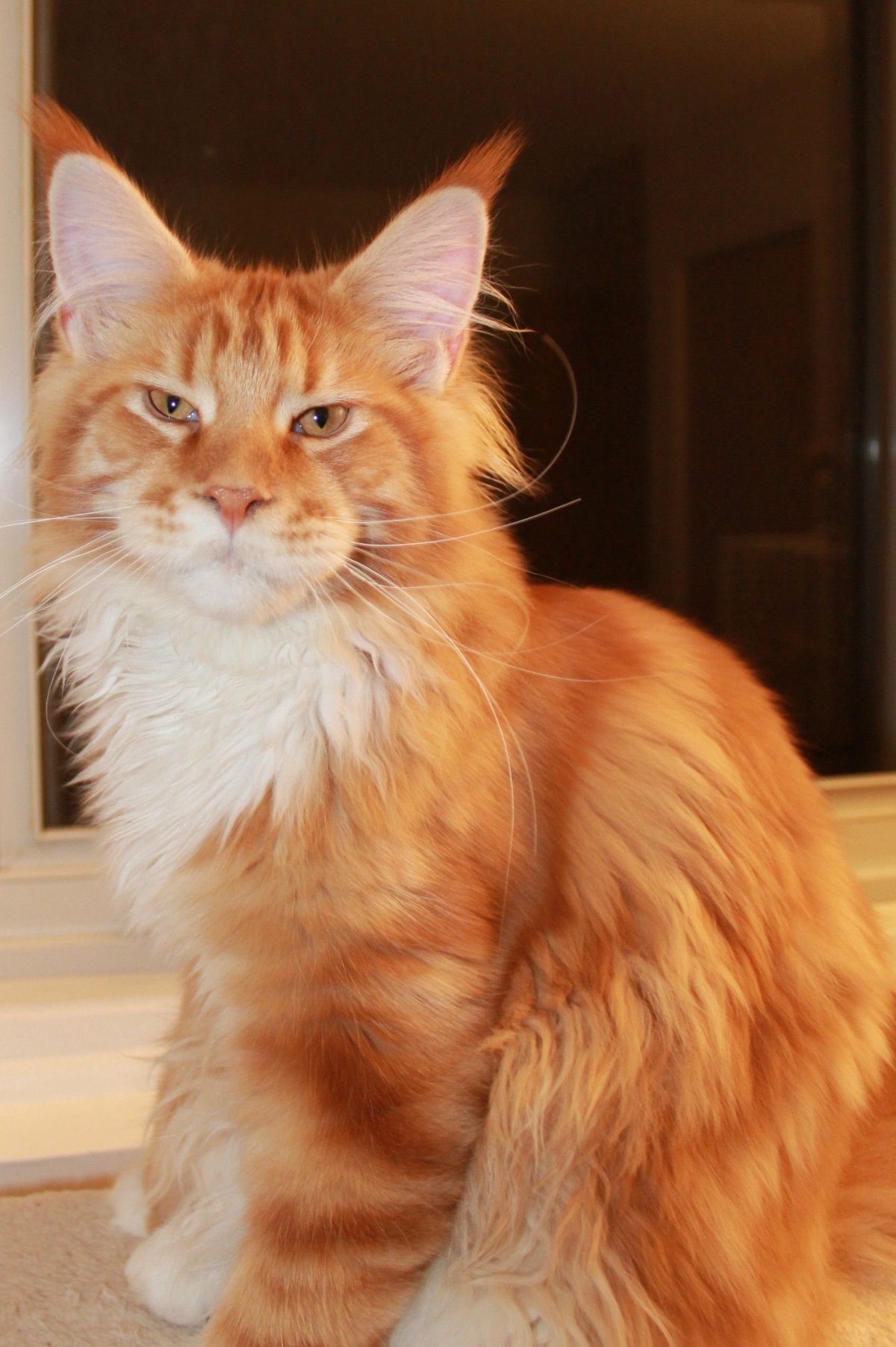 Рыжий кот Мейн кун