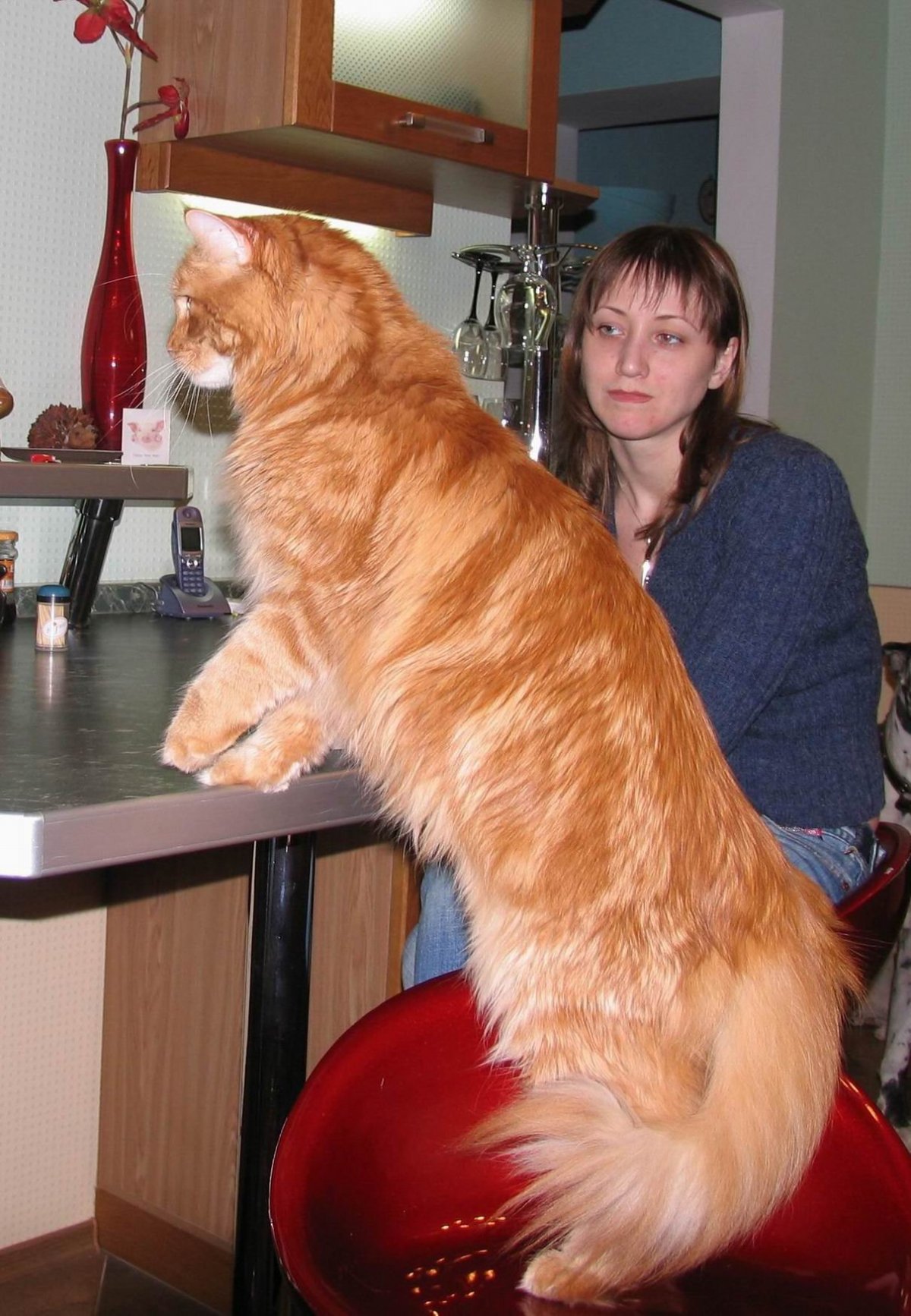 Мейн кун рыжий