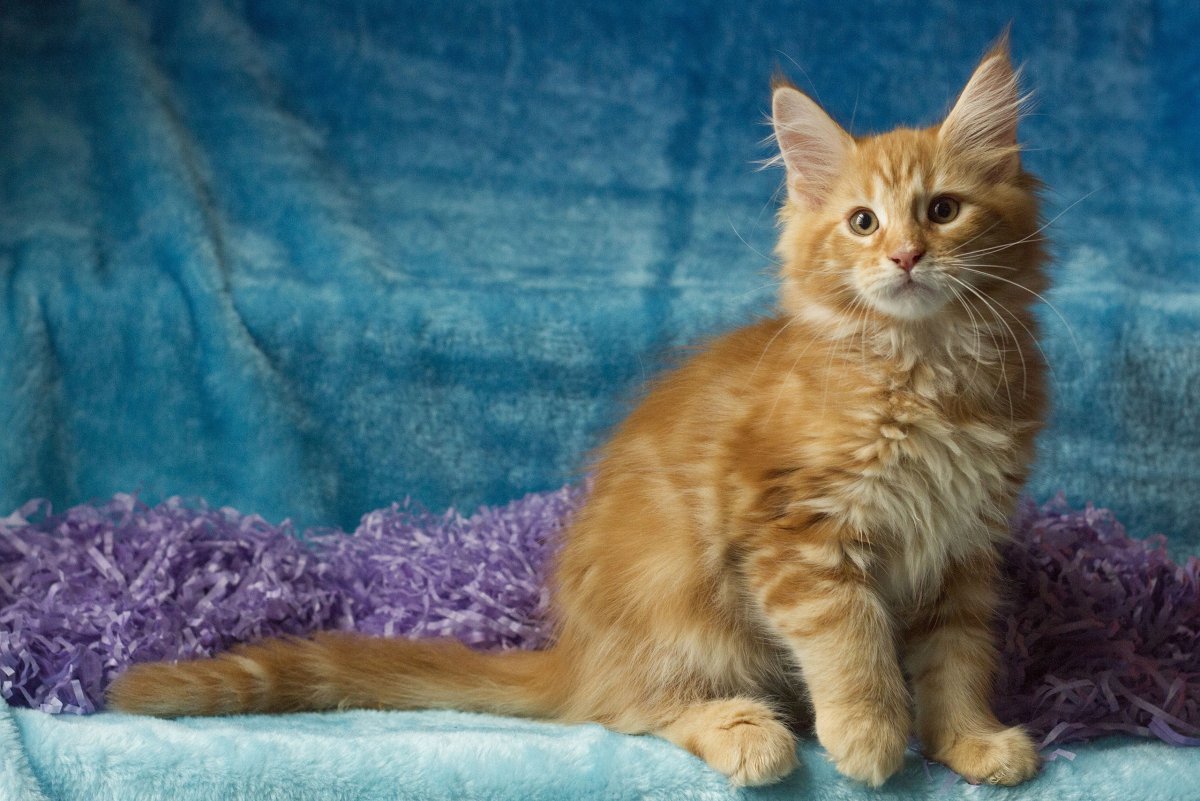 Мейн кун рыжий котенок