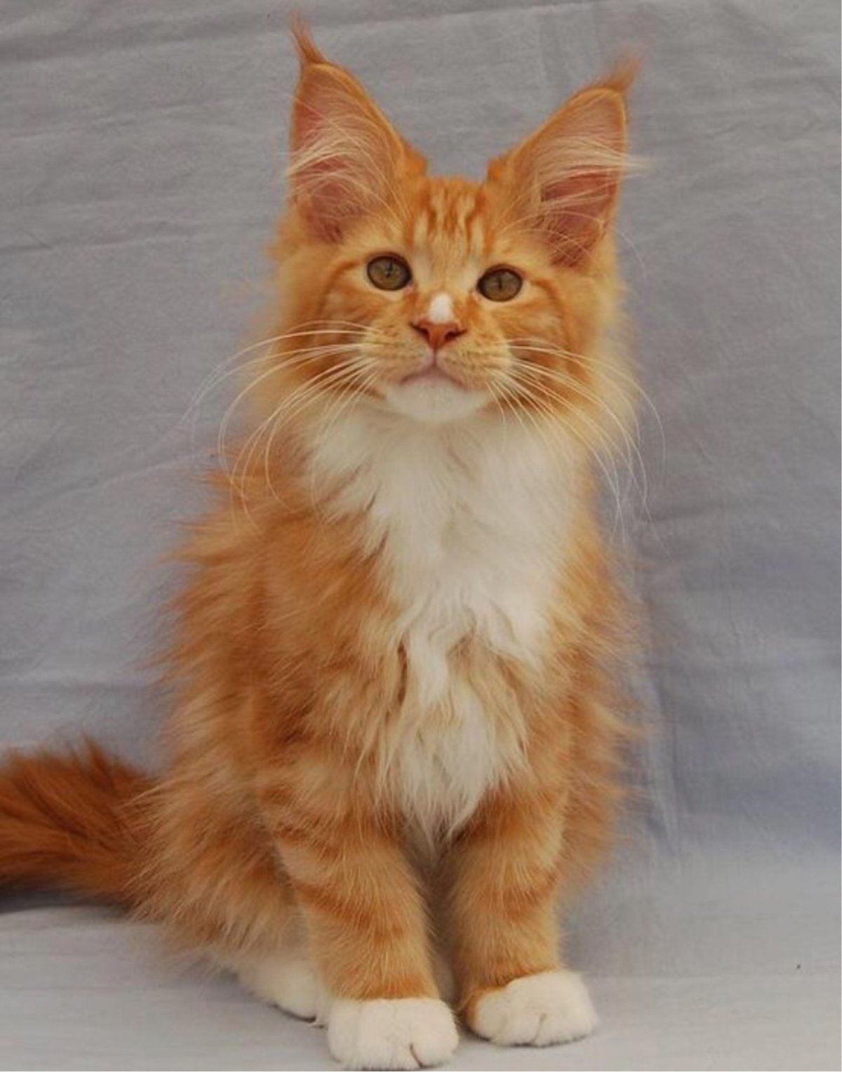 Мейн кун рыжий