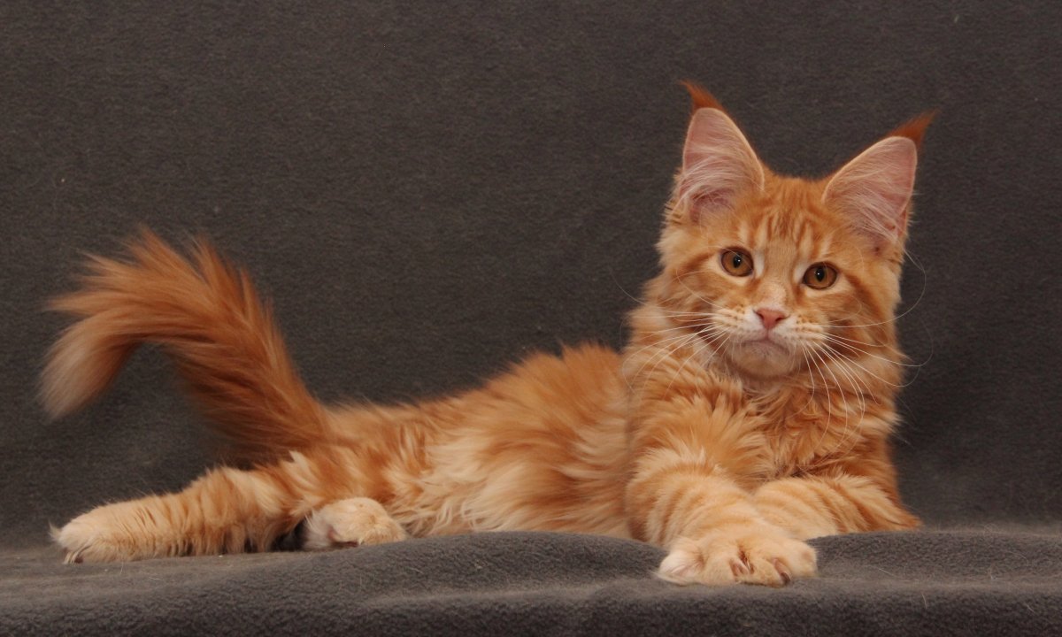 Коты Мейн кун