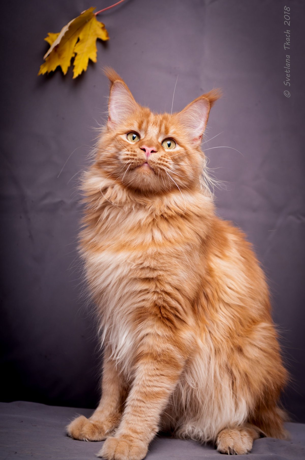 Мейн кун рыжий