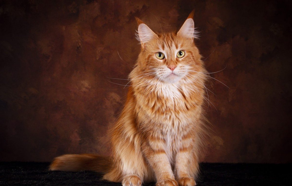 Мейн кун рыжий