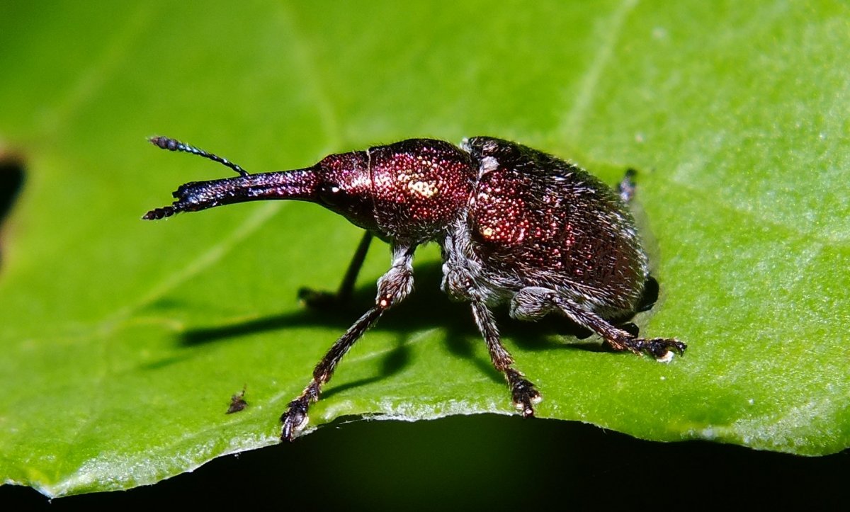 Августинский Жук