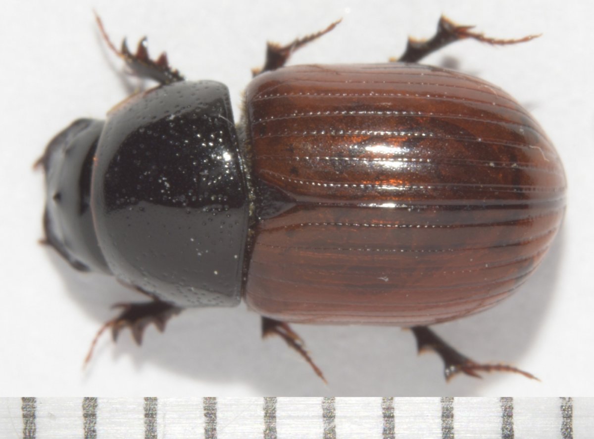 Изумрудный Жук Листоед