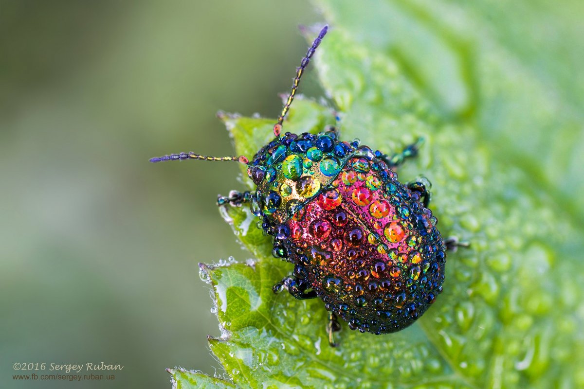 Долгоносик макрофото Жук макро