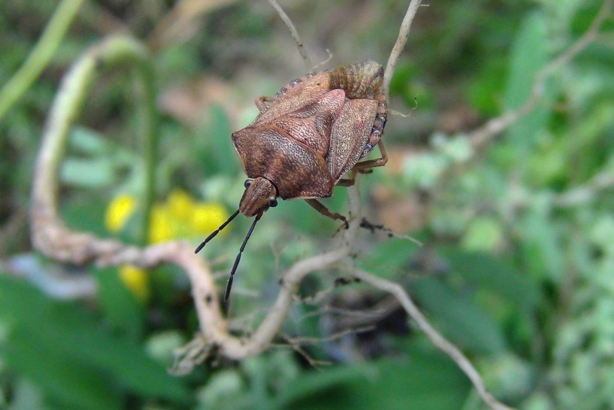 Макроснимки Жуков