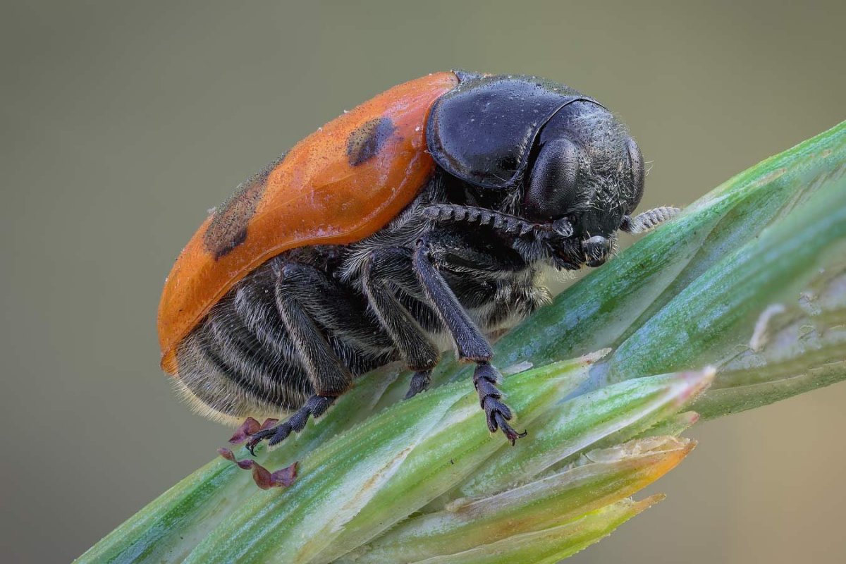 Травяной клоп