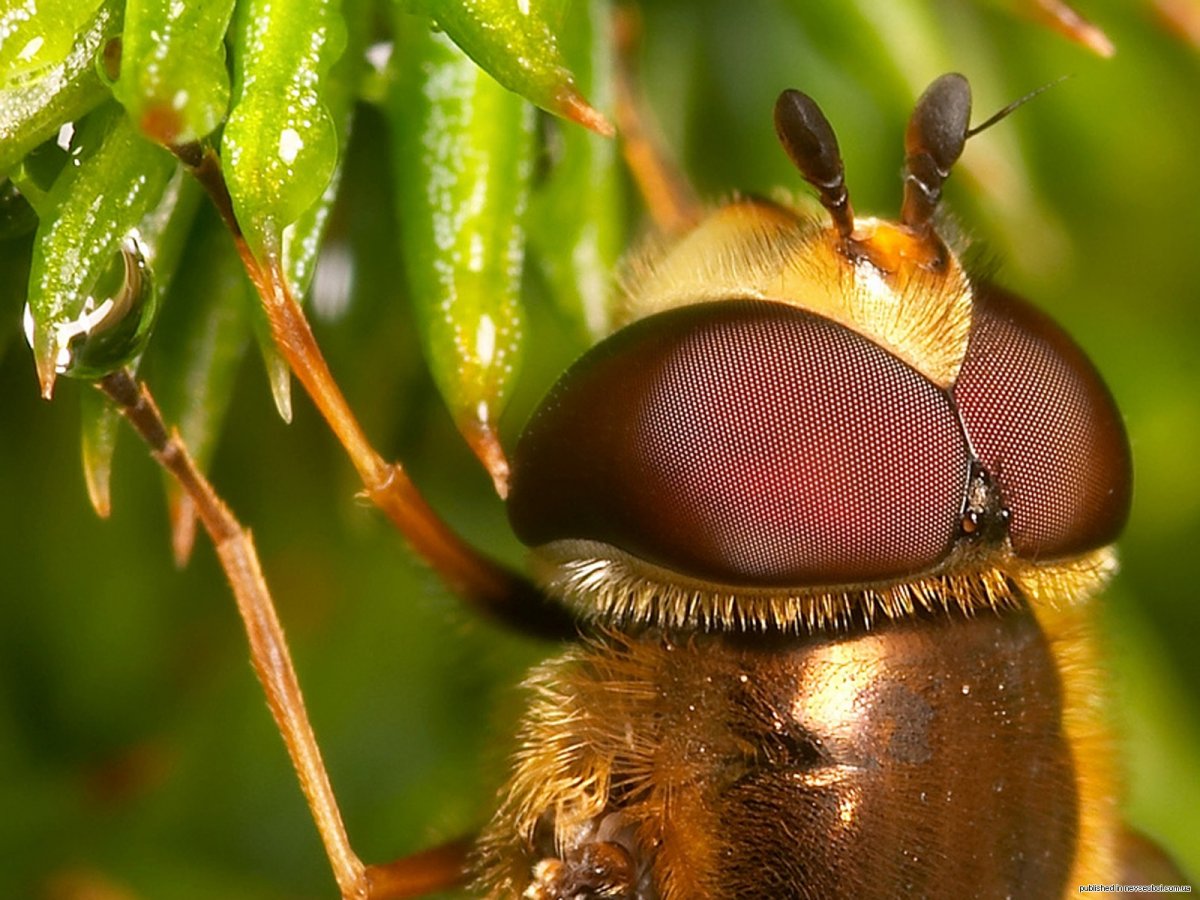 Августинский Жук