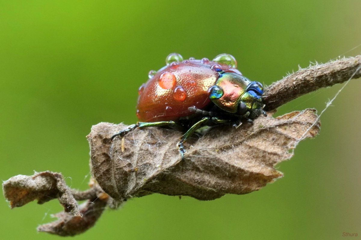 Цикада Макросъемка