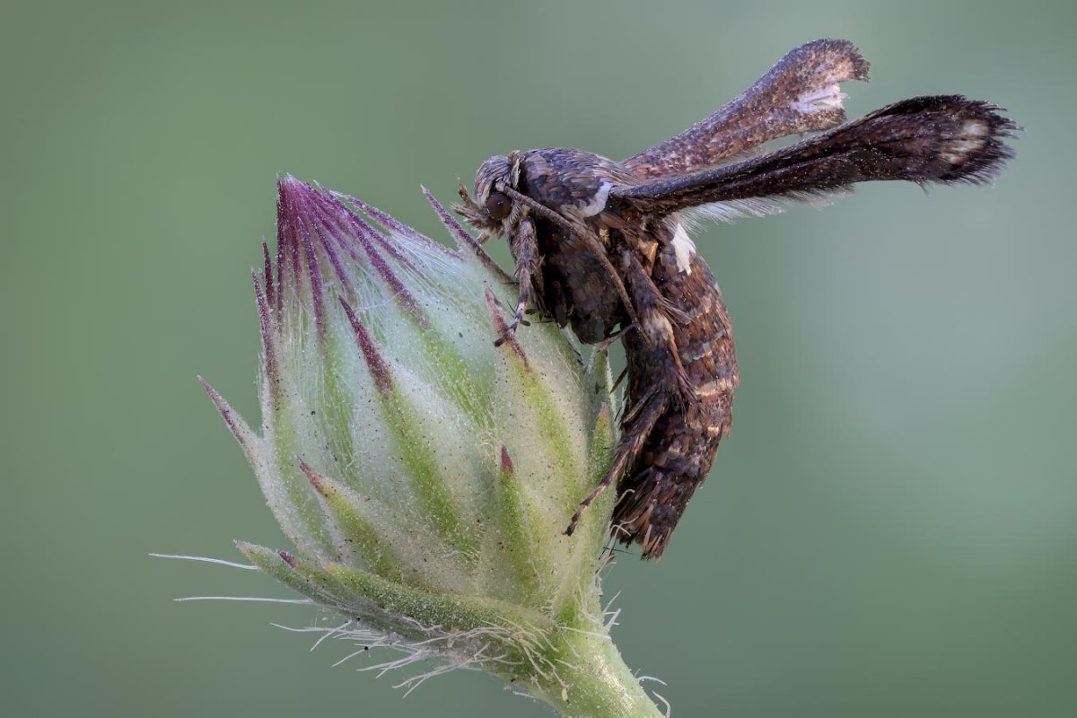Жук щитник черепашка