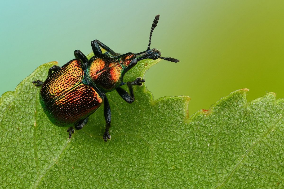 Августовский Жук