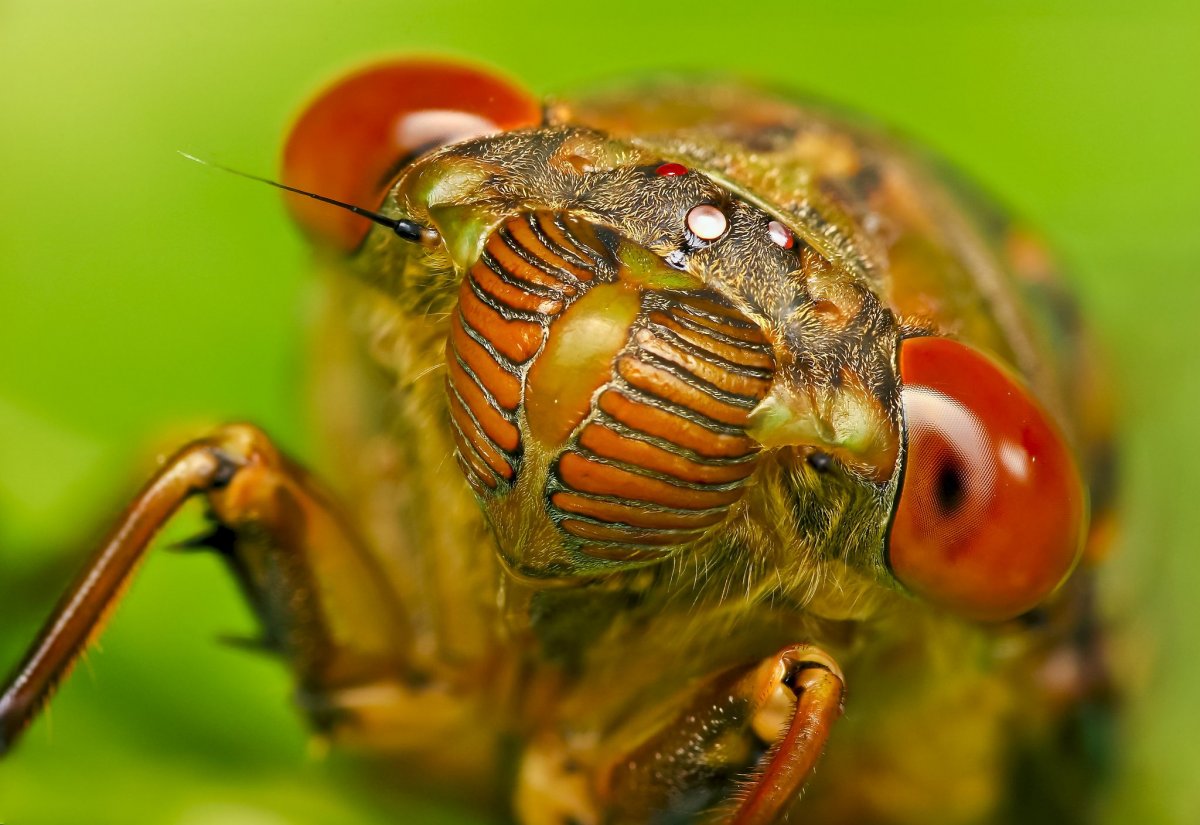 Шаранка Майский Жук