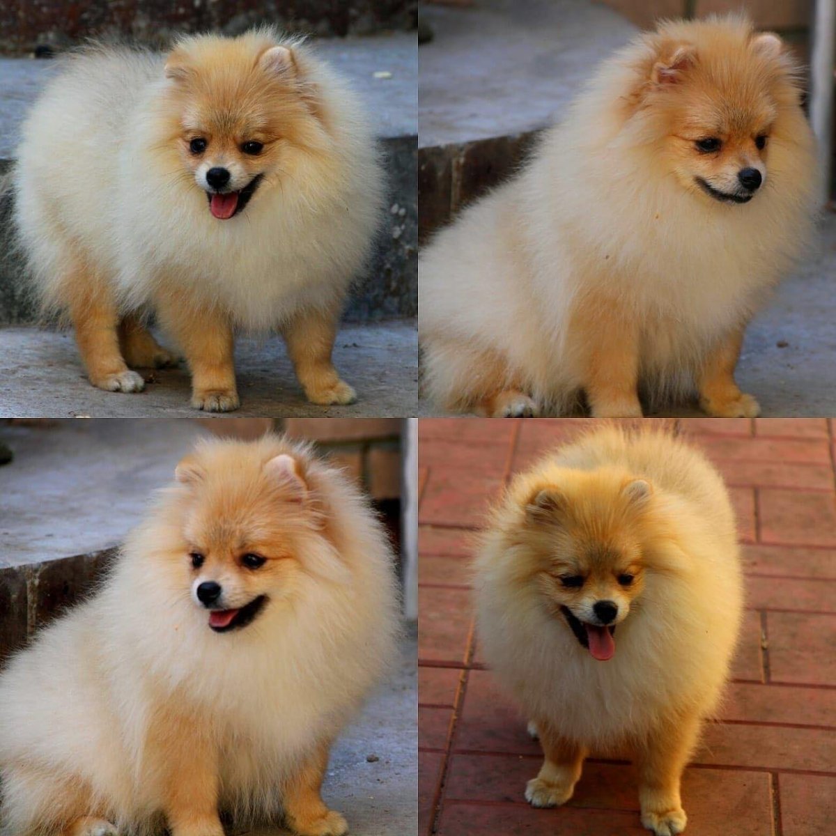 Померанский шпиц и корги