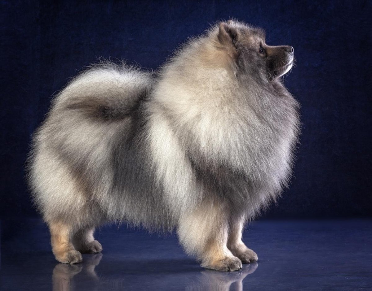 Голубой шпиц