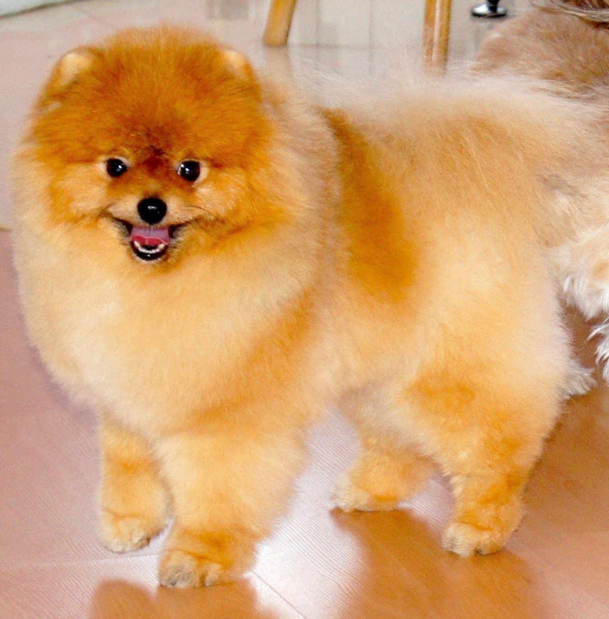 Померанский шпиц