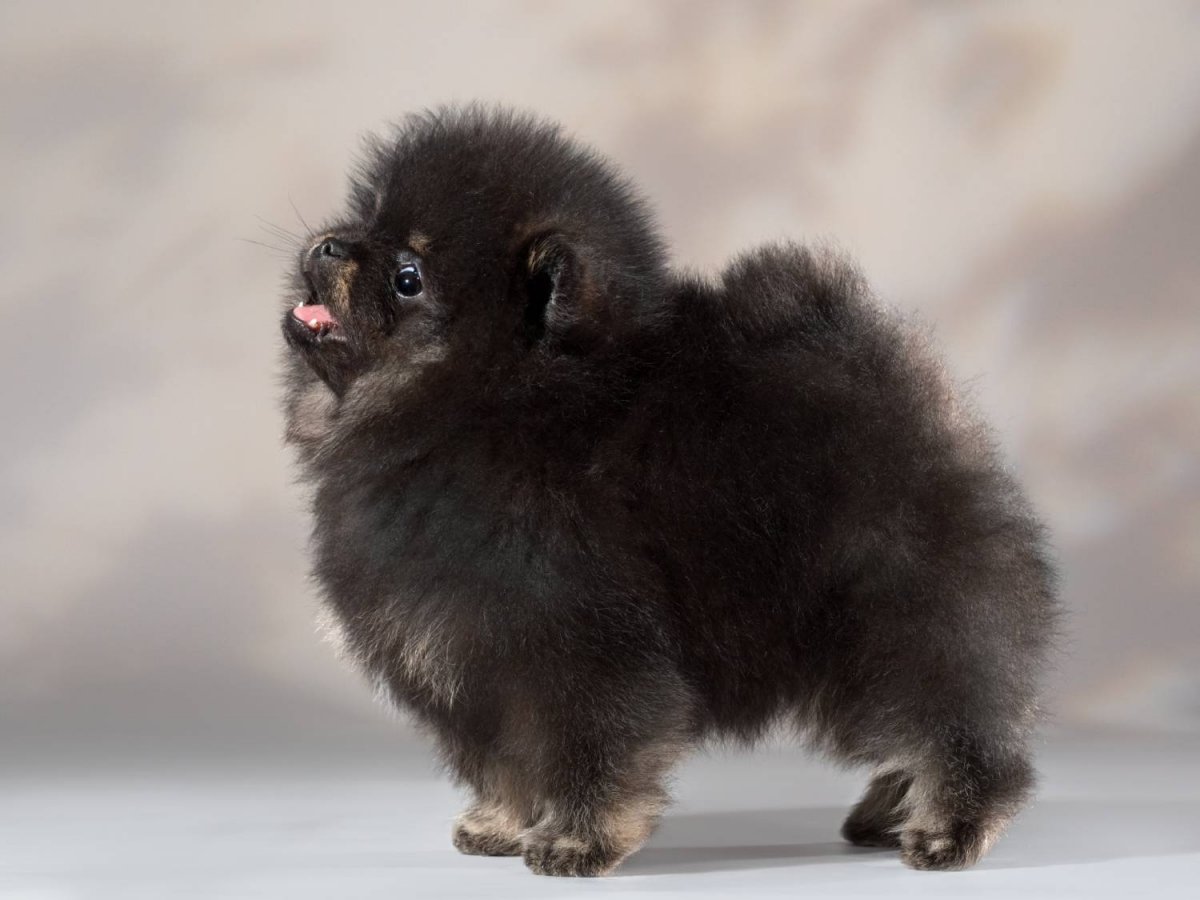 Померанский шпиц ёнтан