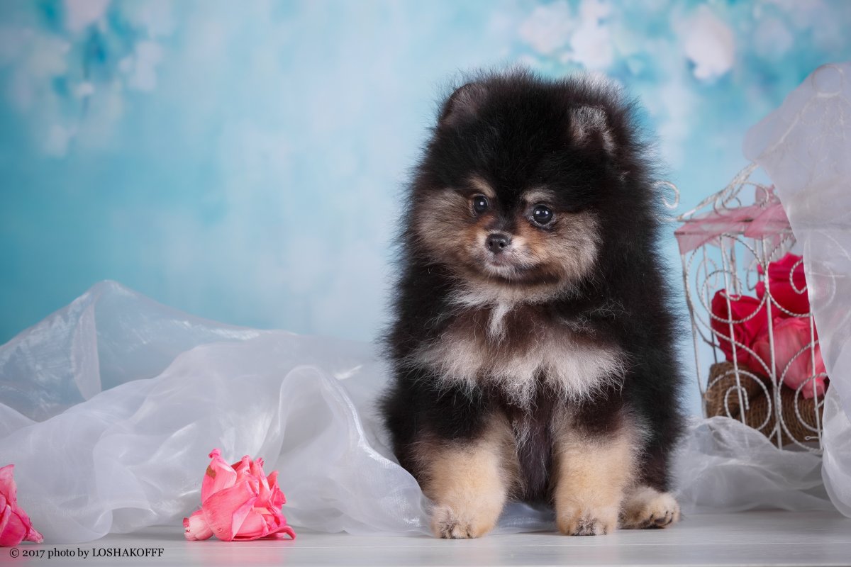 Жужа шпиц в Инстаграм