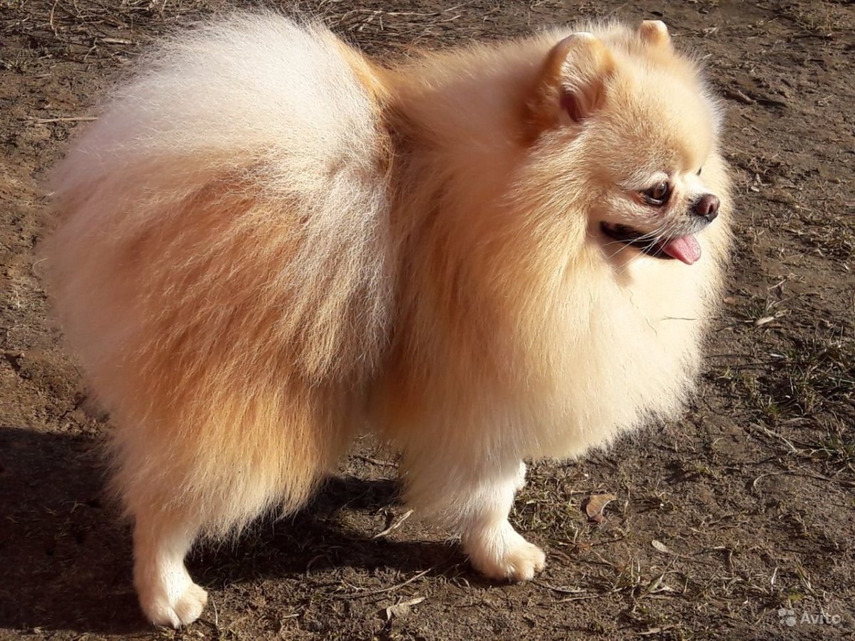 Померанский шпиц Лайт оранж