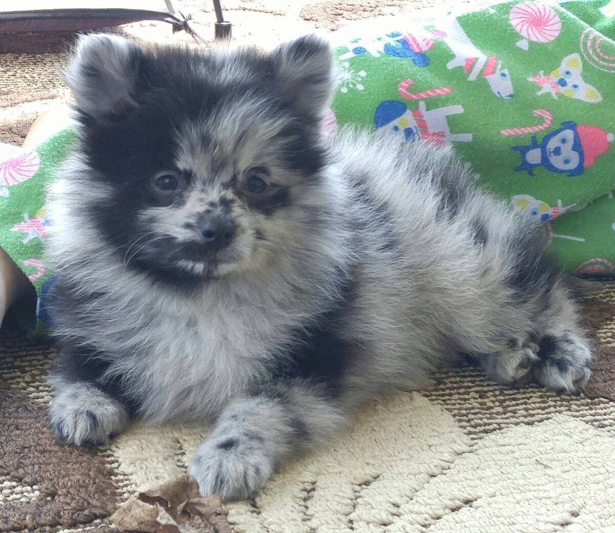 Померанский шпиц сзади