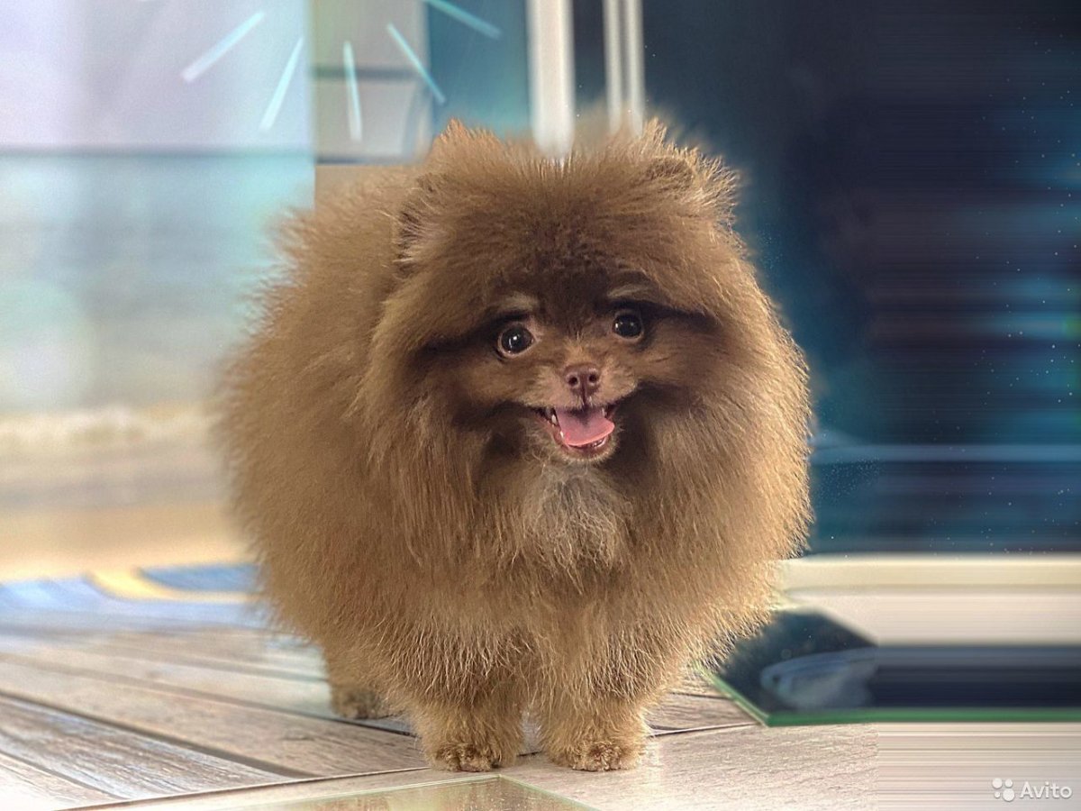 Самые пушистые щенки в мире