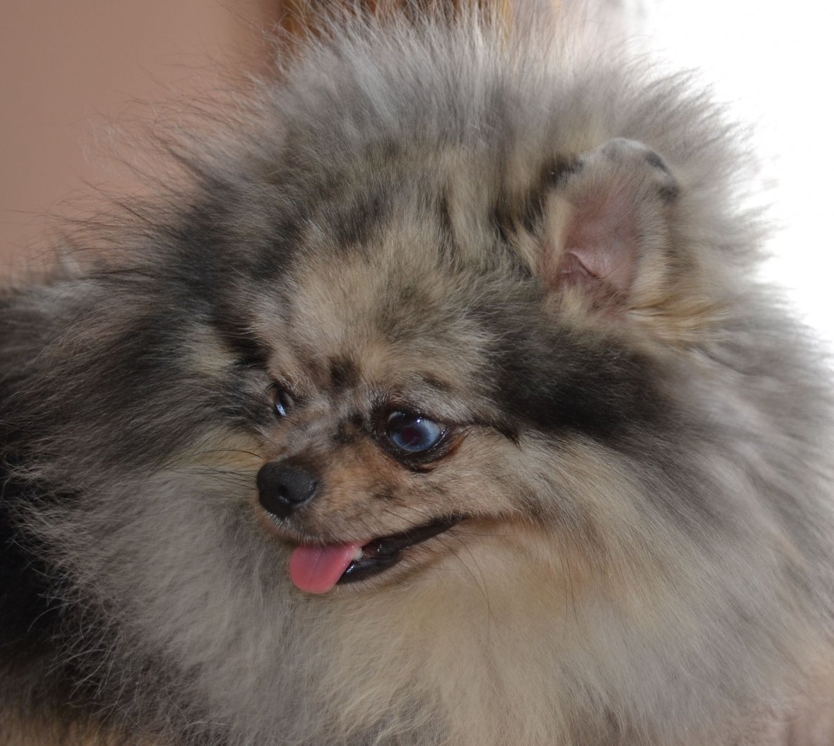 Шпиц белый девочка