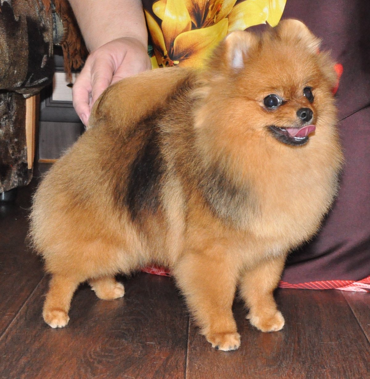 Йоркширский померанский шпиц