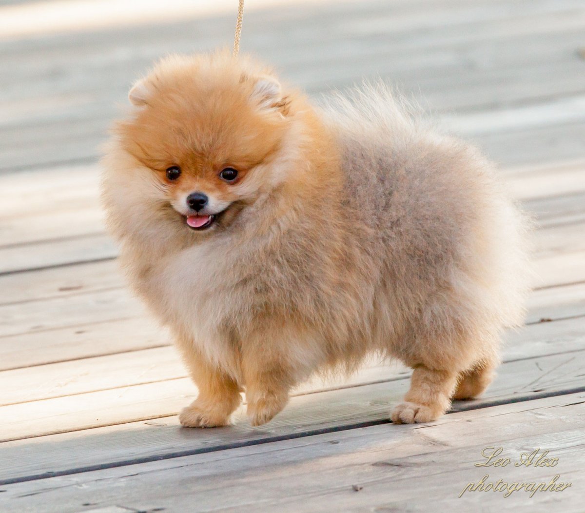 Померанский шпиц yeontan