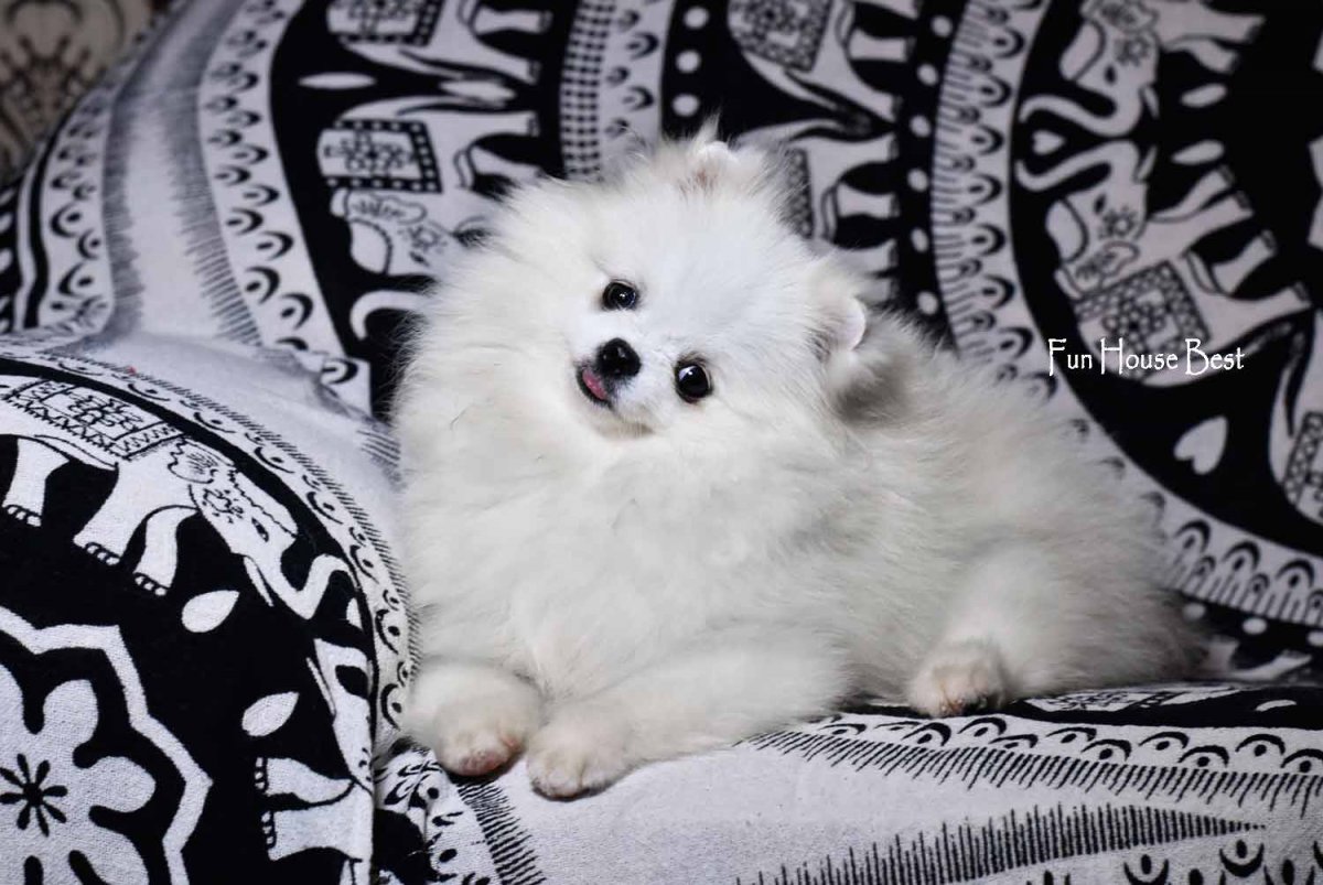 Щенки померанского шпица айс крем