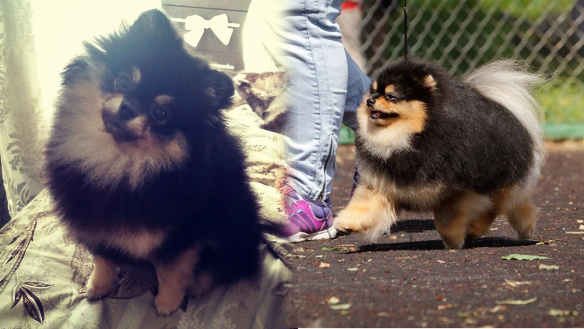 Черный шпиц медвежьего типа