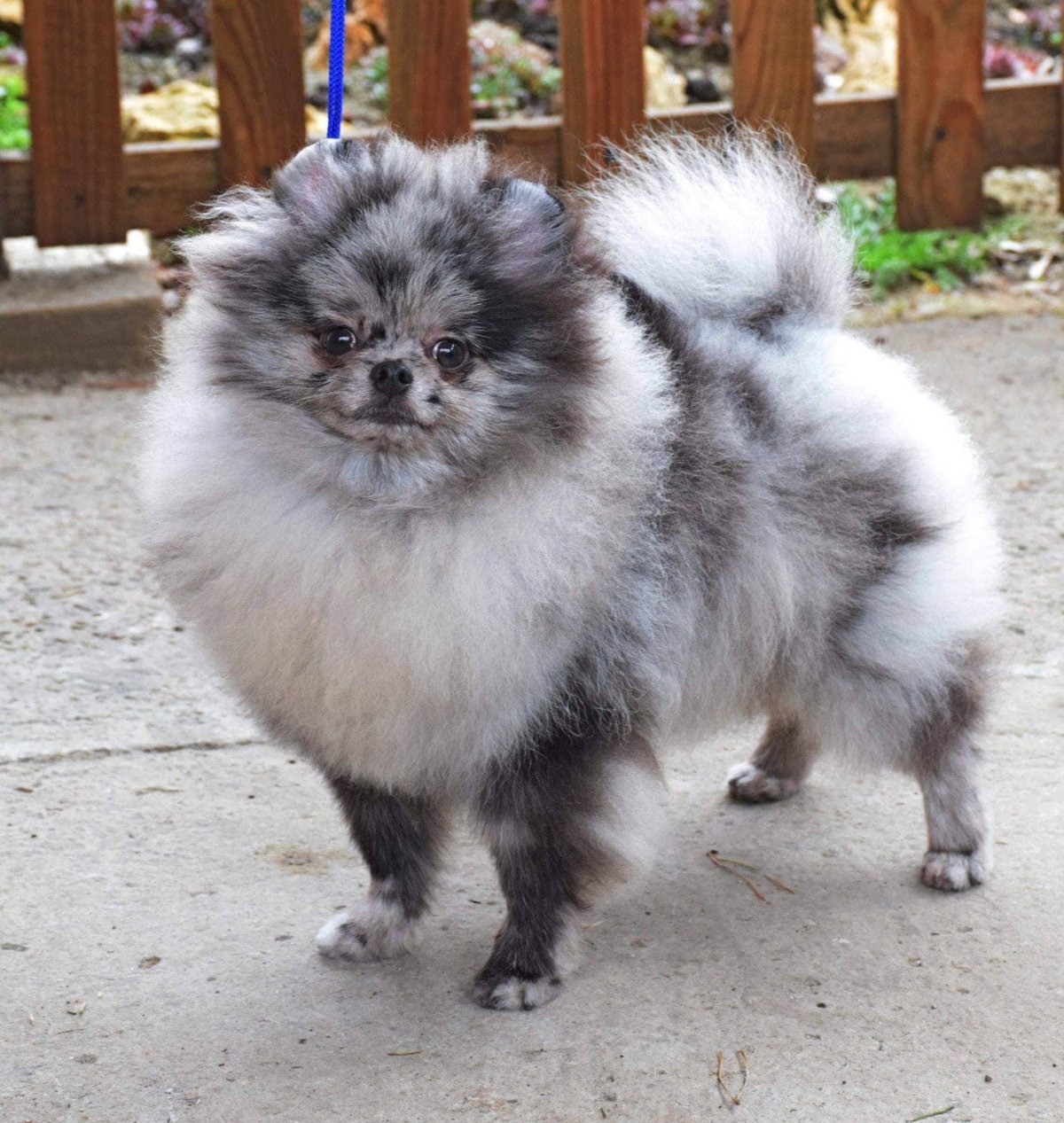 Шпиц померанский черно-подпалый