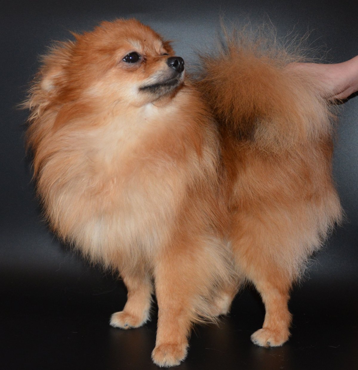 Шпиц окрас Мерле