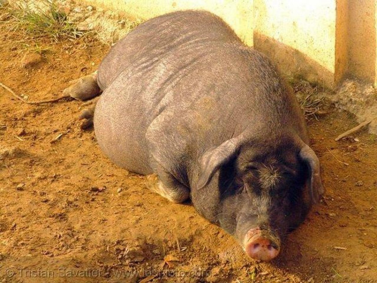 Самая жирная свинья в мире