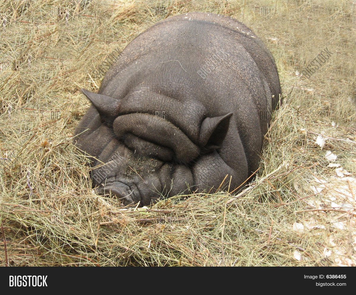 Сладкий Медвежонок Мем