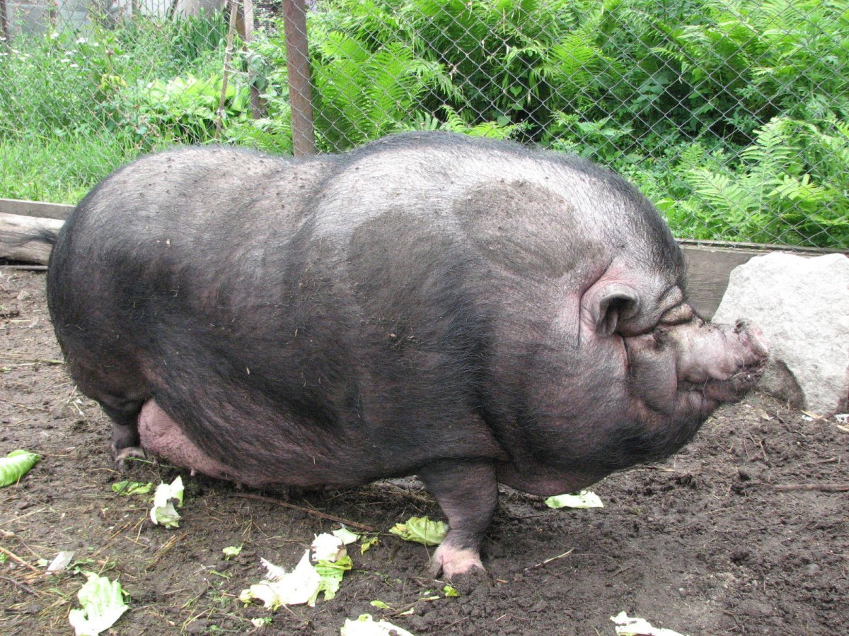 Супоросная Вьетнамская Свинка