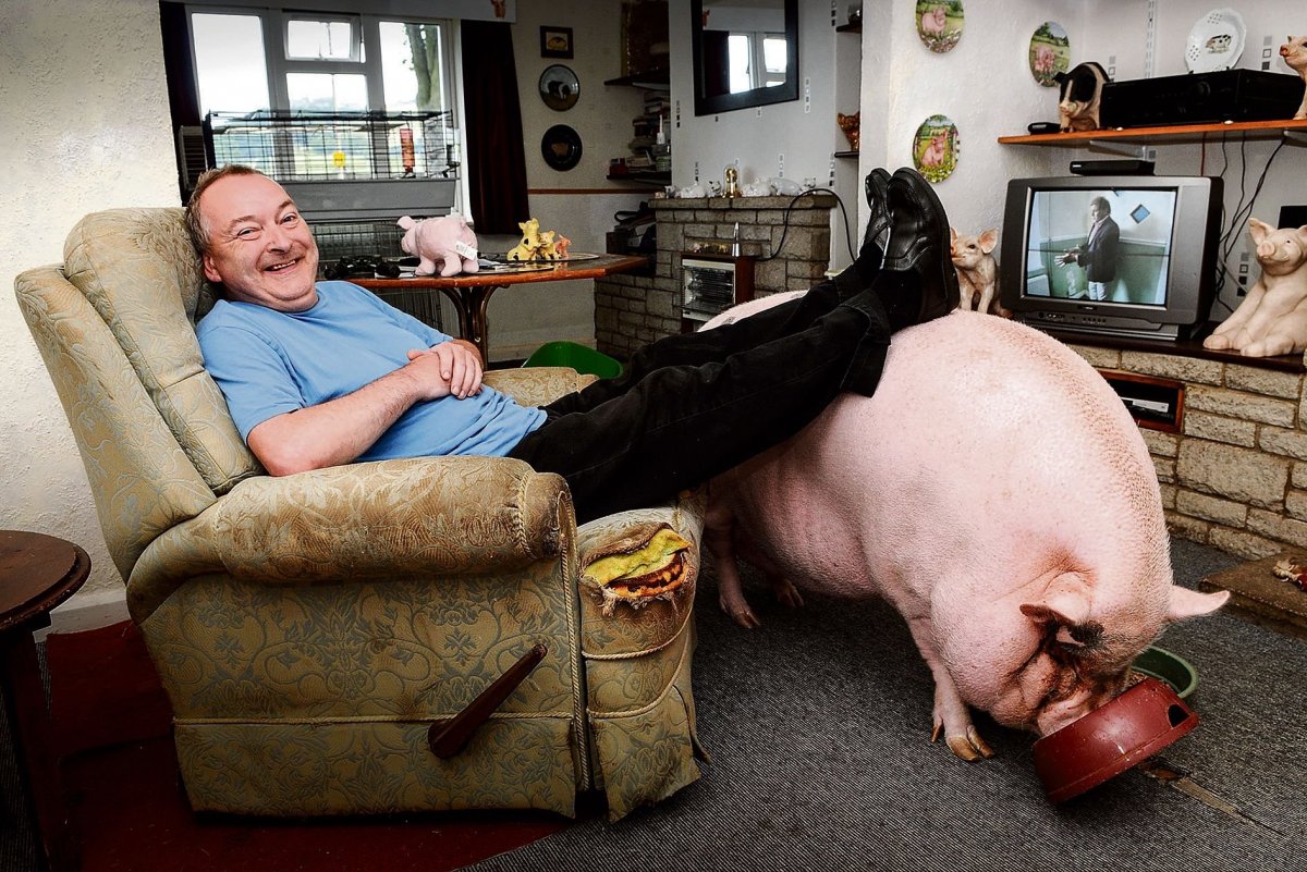 Кабан боров хряк свинья