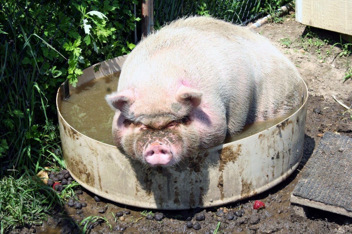 Большая свинья