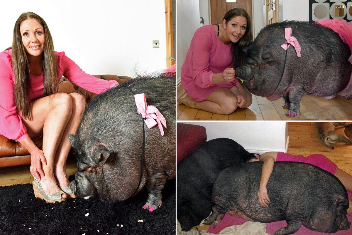 Самая жирная корова в мире