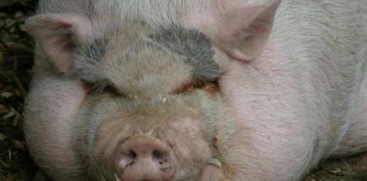 Большая свинья в квартире